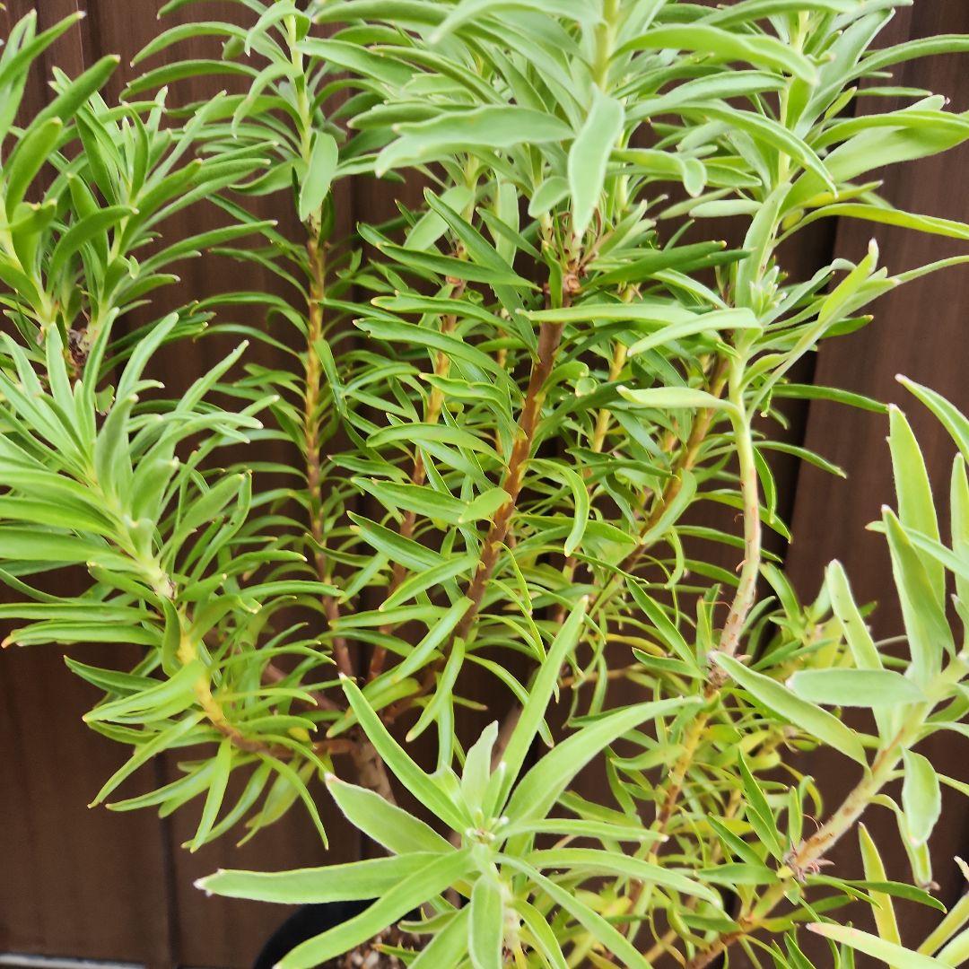 リューコスペルマム　リゴレット　鉢植え　苗　ピンクッション