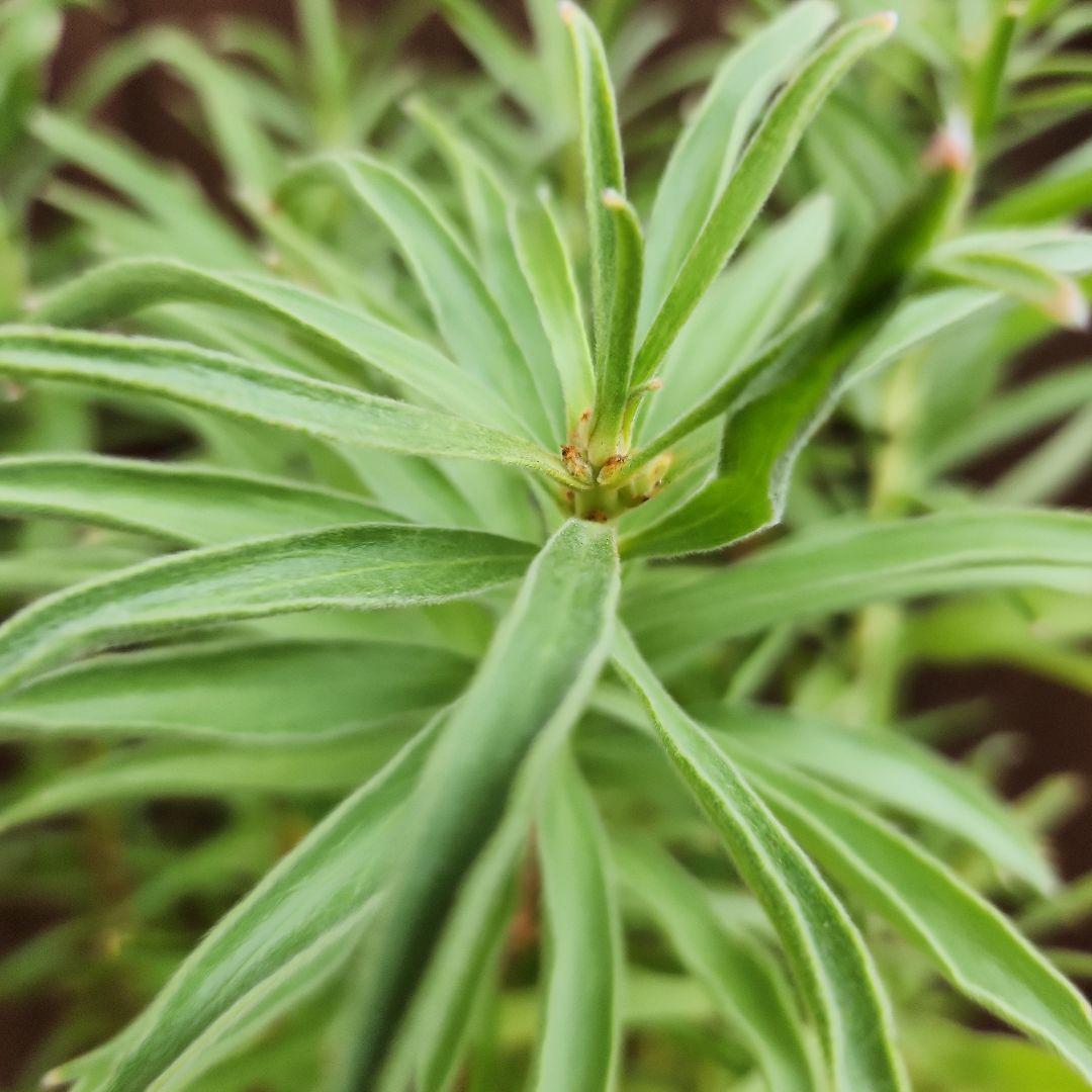 リューコスペルマム　リゴレット　鉢植え　苗　ピンクッション