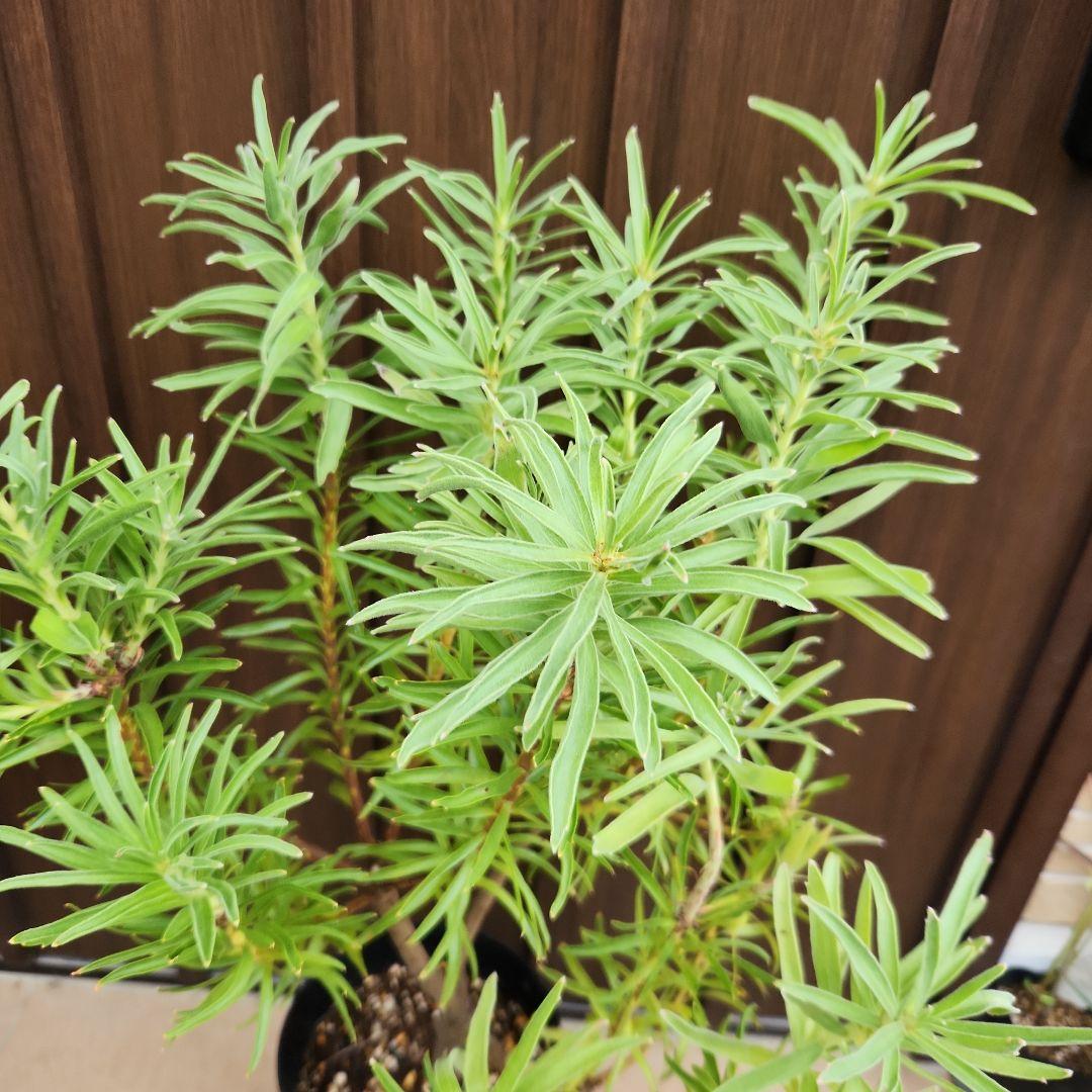 リューコスペルマム　リゴレット　鉢植え　苗　ピンクッション