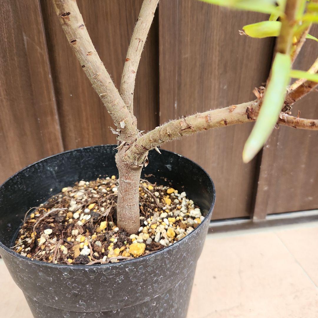 リューコスペルマム　リゴレット　鉢植え　苗　ピンクッション