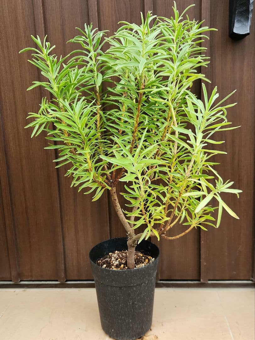 リューコスペルマム　リゴレット　鉢植え　苗　ピンクッション