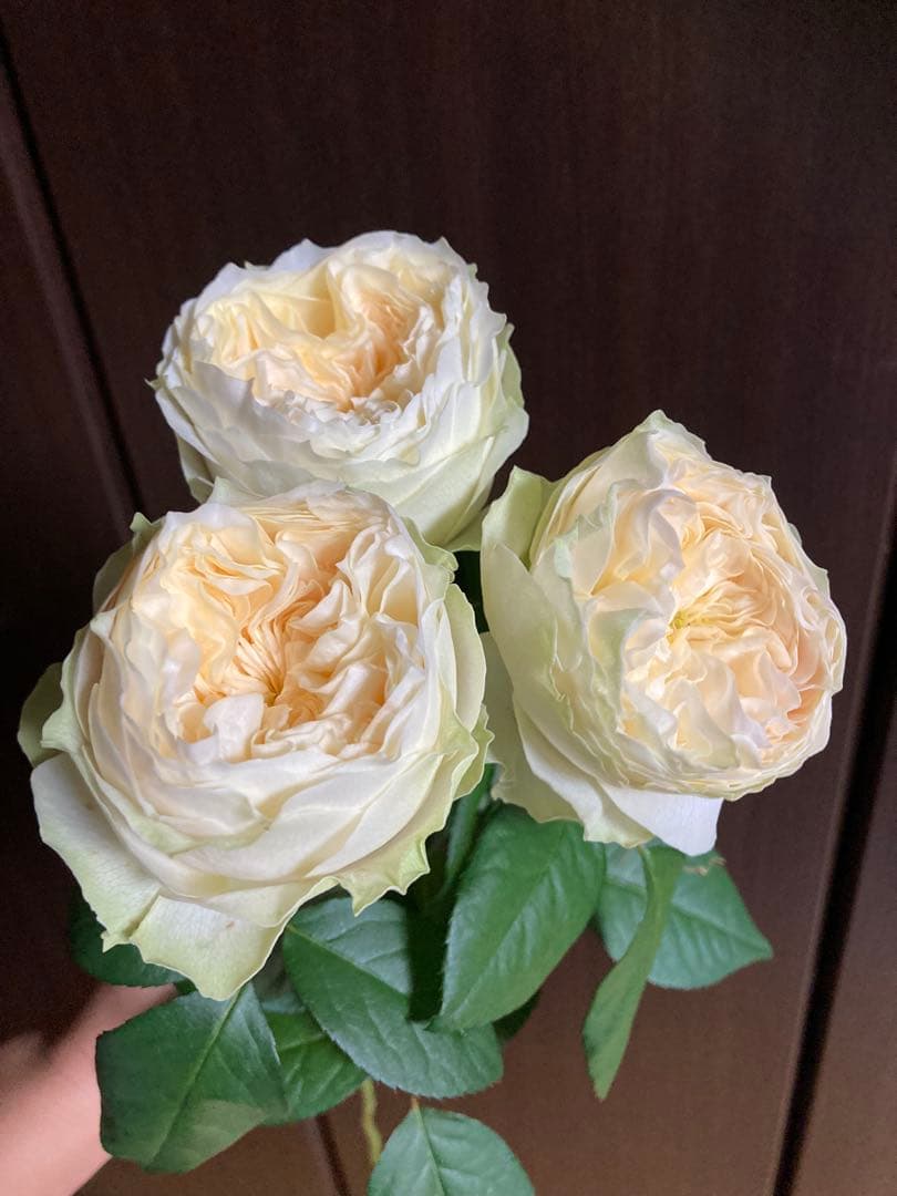 バラ苗切りバラ。L♡vely Harp♡r バラ