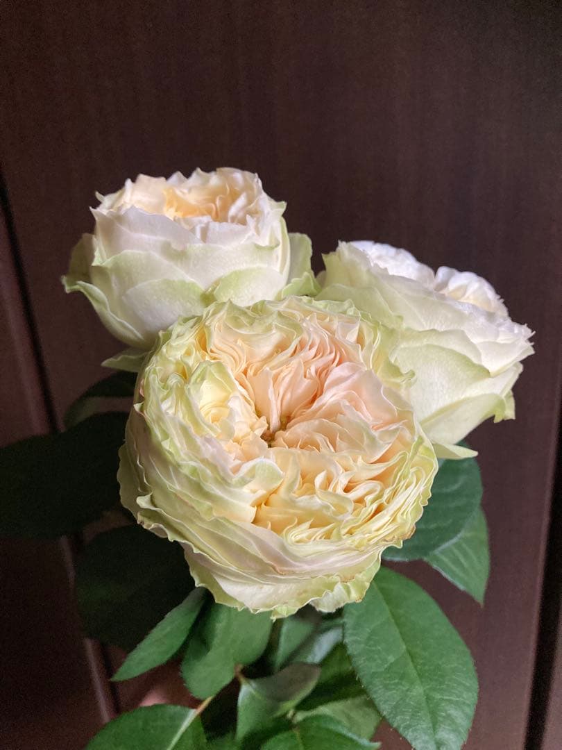 バラ苗切りバラ。L♡vely Harp♡r バラ