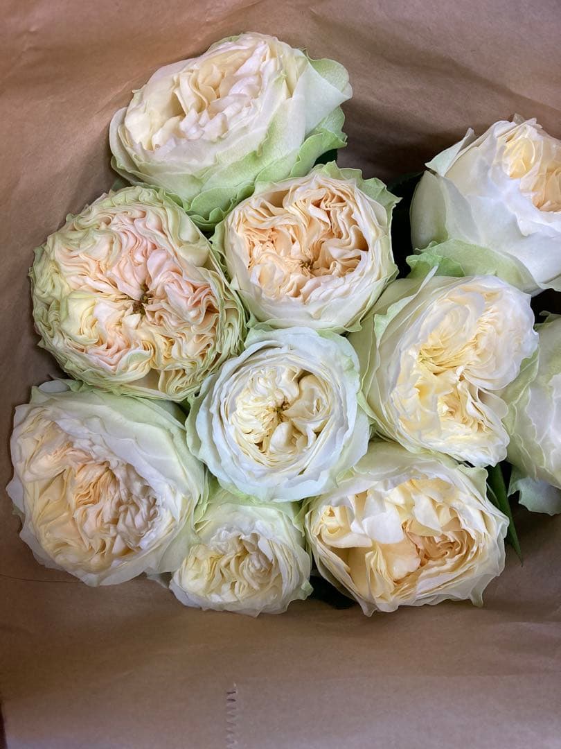 バラ苗切りバラ。L♡vely Harp♡r バラ