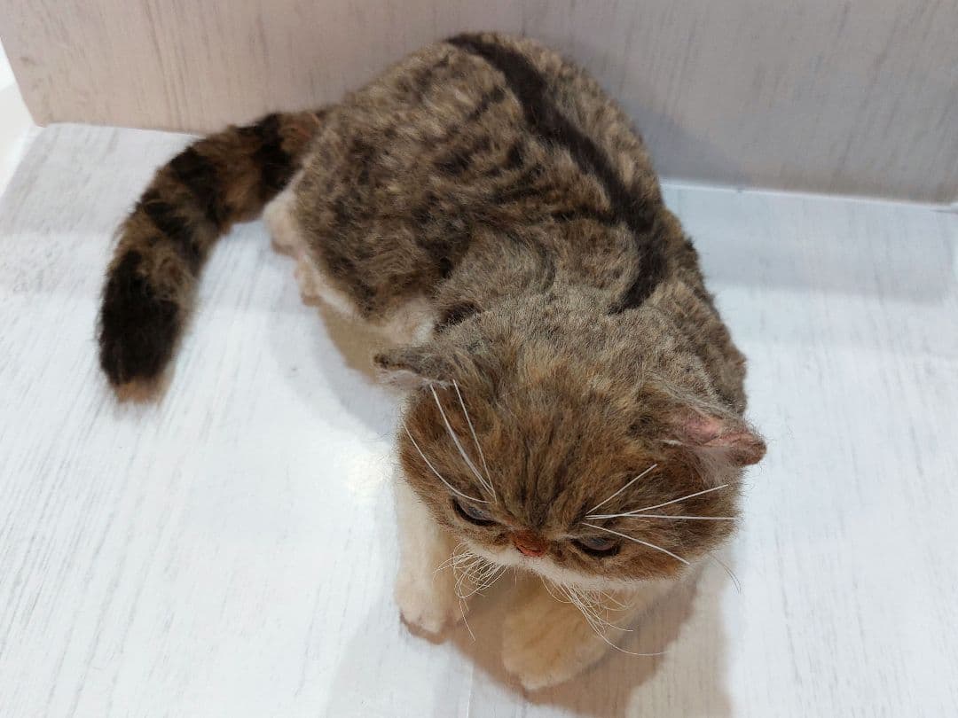 羊毛フェルト　猫　(エキゾチックショートヘア)