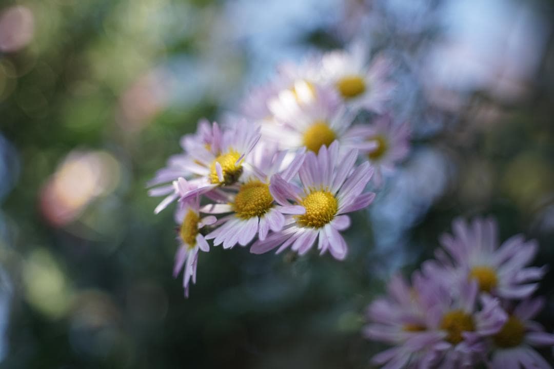 Nikon Nikkor-H.C 50mm f2 L39 銘玉Sonnarコピー