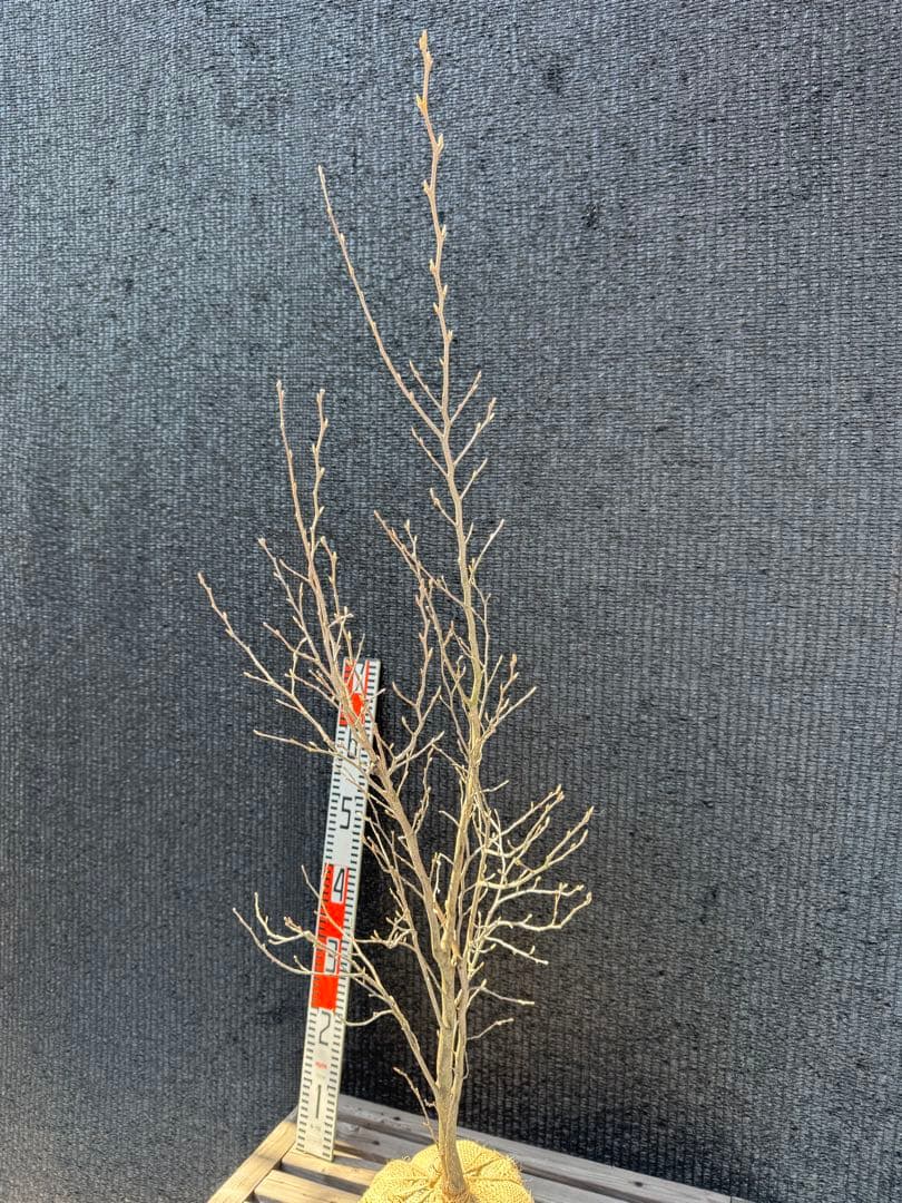 シャラノキ【品番3607】