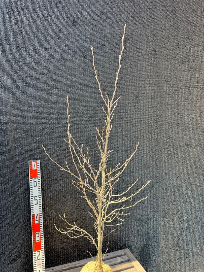 シャラノキ【品番3607】