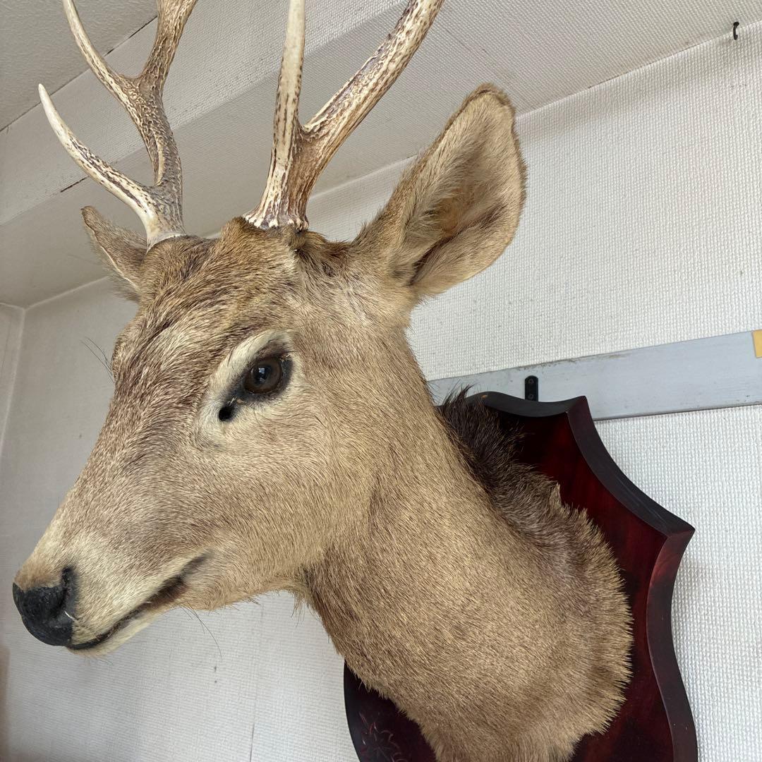 具志堅さま　専用