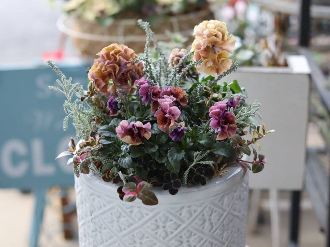 寄植え*ローブドゥアントワネット*ローラアシュレイ丸鉢ss*うえたビオラ*