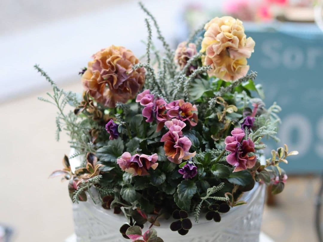 寄植え*ローブドゥアントワネット*ローラアシュレイ丸鉢ss*うえたビオラ*