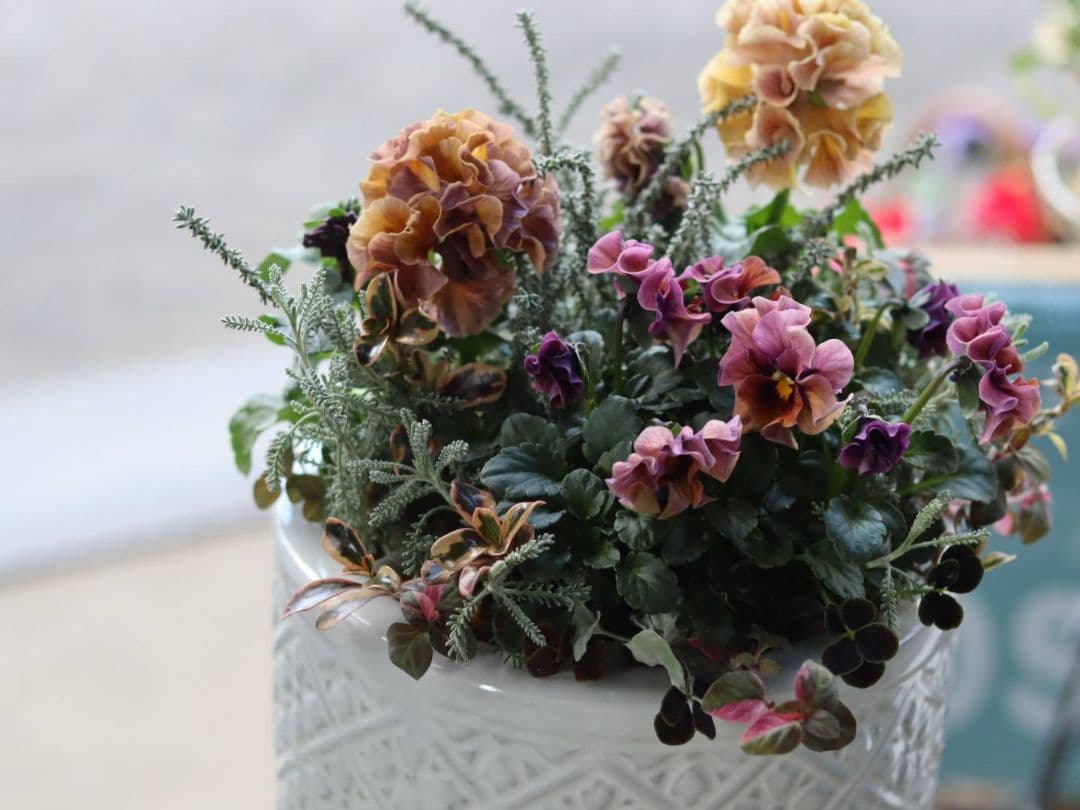 寄植え*ローブドゥアントワネット*ローラアシュレイ丸鉢ss*うえたビオラ*