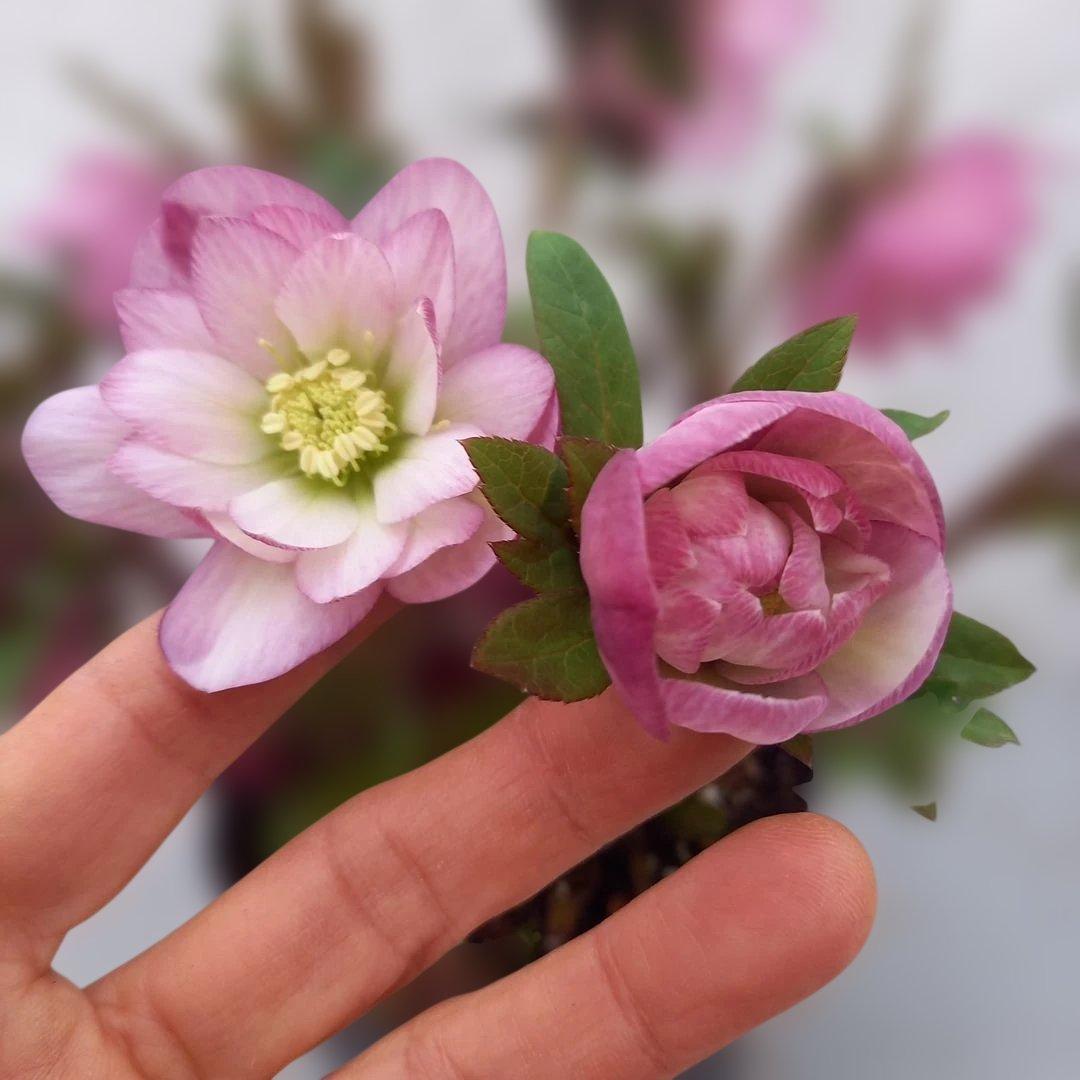 専用、あふれるつぼみ！春色ピンク♪クリスマスローズ、大苗、開花株