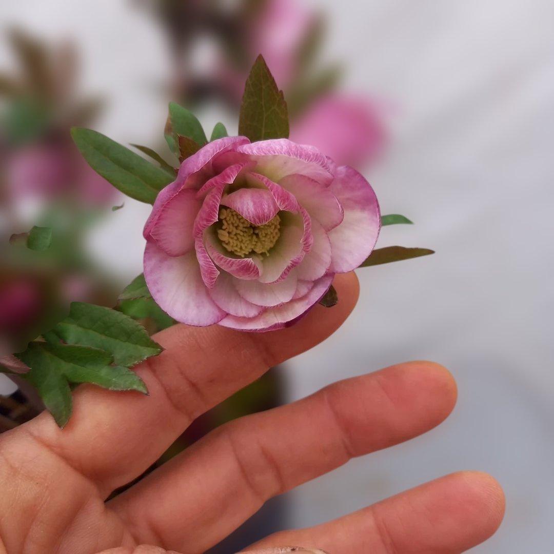 専用、あふれるつぼみ！春色ピンク♪クリスマスローズ、大苗、開花株