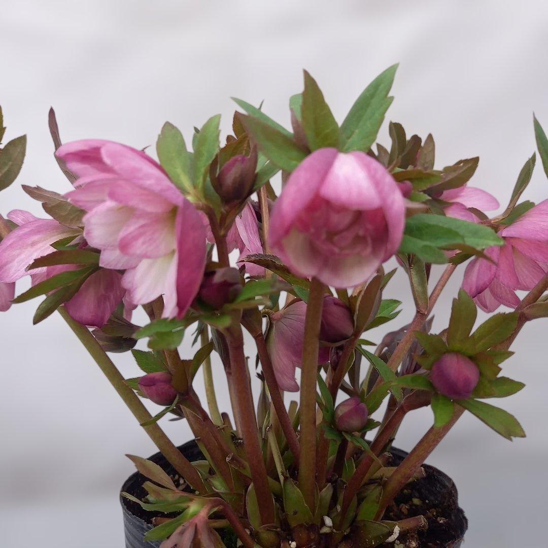 専用、あふれるつぼみ！春色ピンク♪クリスマスローズ、大苗、開花株