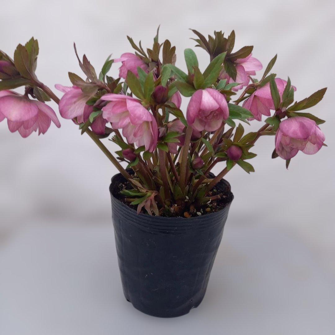 専用、あふれるつぼみ！春色ピンク♪クリスマスローズ、大苗、開花株