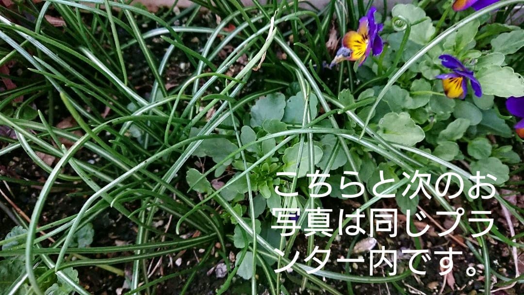 とんとんとん様♪との再会に感謝です(*^▽^*)ご確認頂けます様に☆