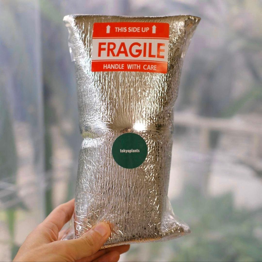 Stephania kaweesakii│ステファニア カウィーサキ│盆栽風③