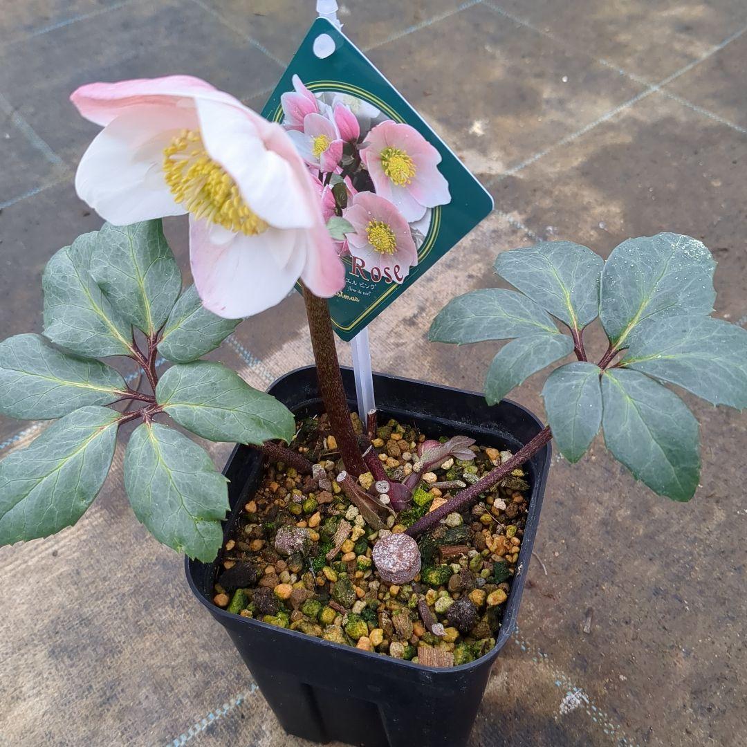 も*読様 現品販売　クリスマスローズ　ピンクニゲルダブル　P