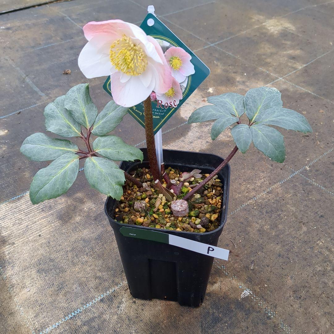 も*読様 現品販売　クリスマスローズ　ピンクニゲルダブル　P