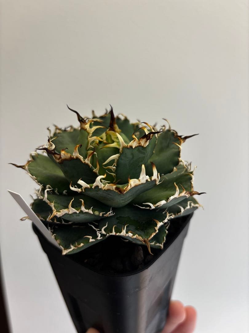 極上 フィリグリー コンパクト