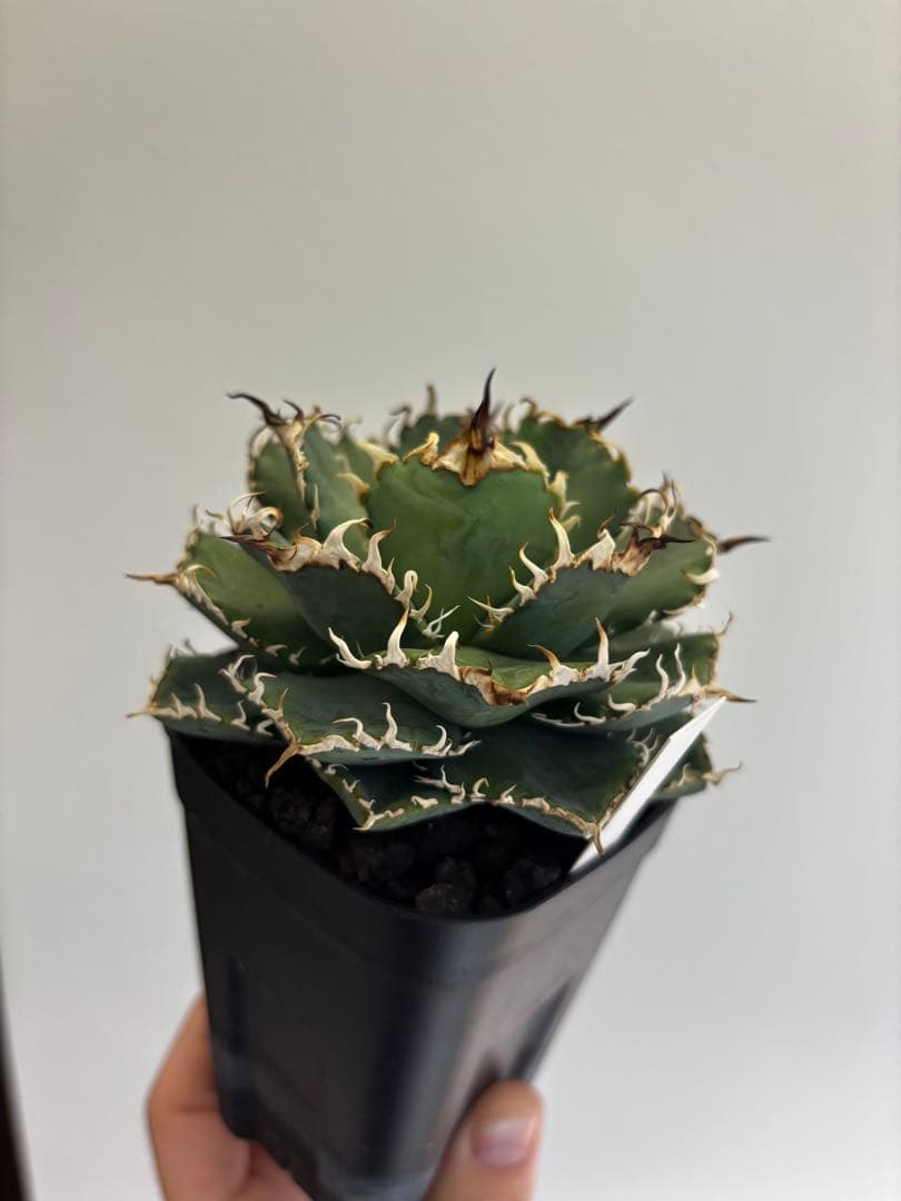 極上 フィリグリー コンパクト