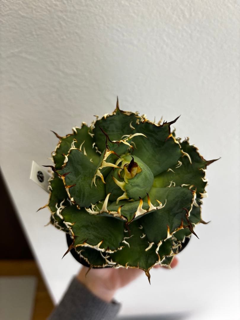 極上 フィリグリー コンパクト