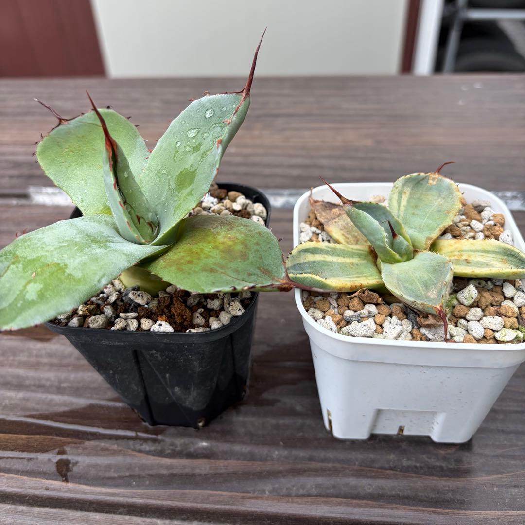 アガベ　パリートランカータ　ハンティントン　ライムストリーク　セット