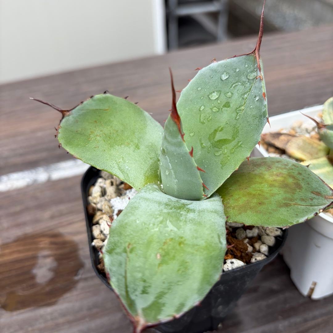 アガベ　パリートランカータ　ハンティントン　ライムストリーク　セット