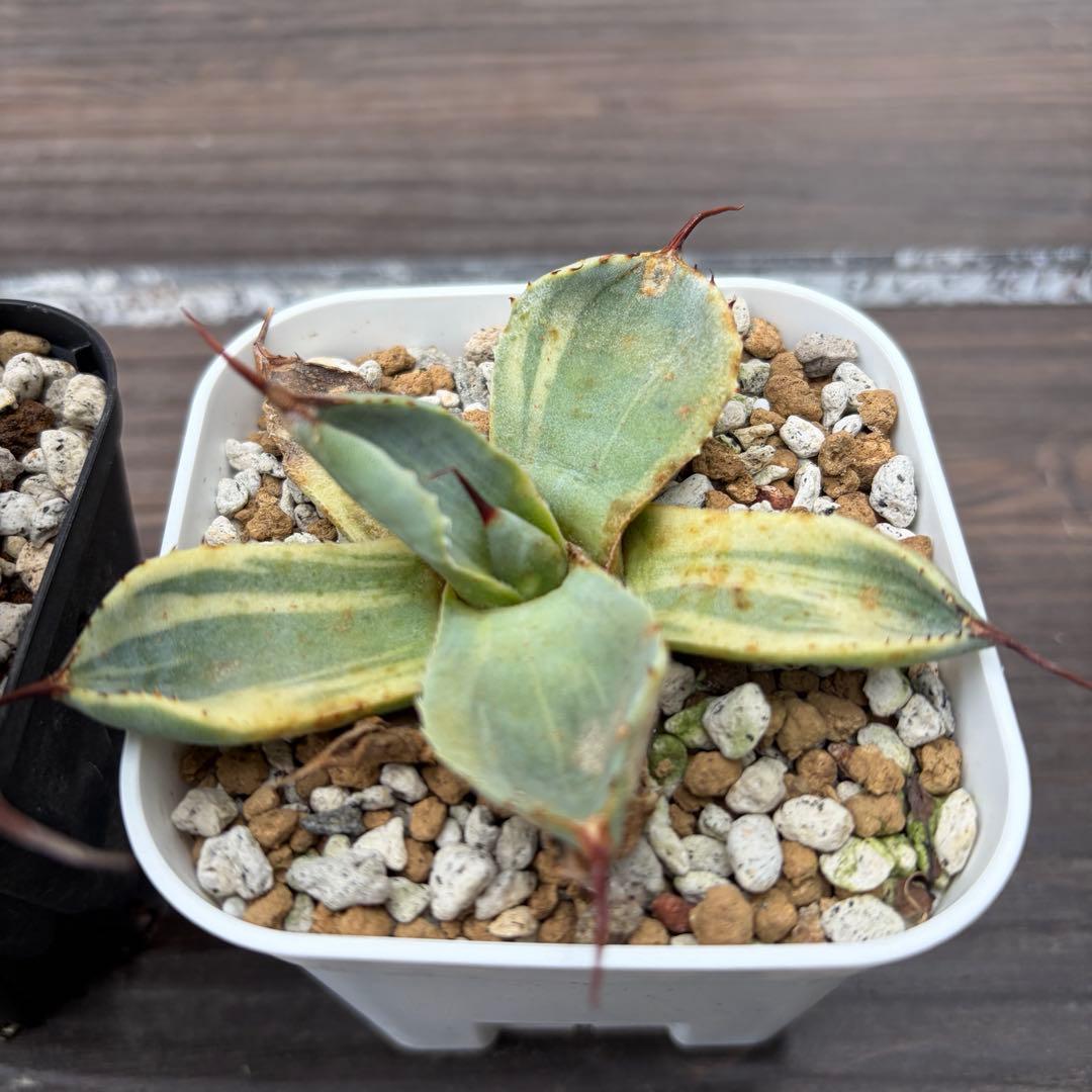 アガベ　パリートランカータ　ハンティントン　ライムストリーク　セット