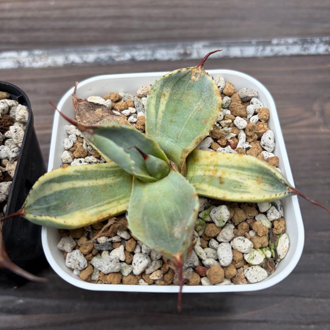 アガベ　パリートランカータ　ハンティントン　ライムストリーク　セット