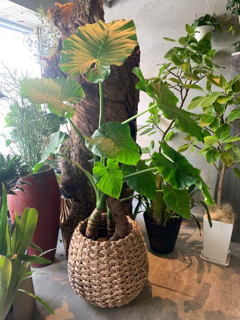 鉢カバー ラタン