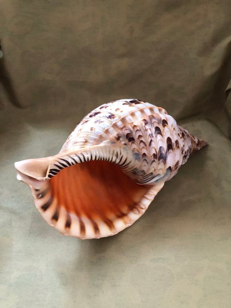 ホラガイ　ホラ貝　ほら貝　法螺貝　魔除け　インテリア　置物