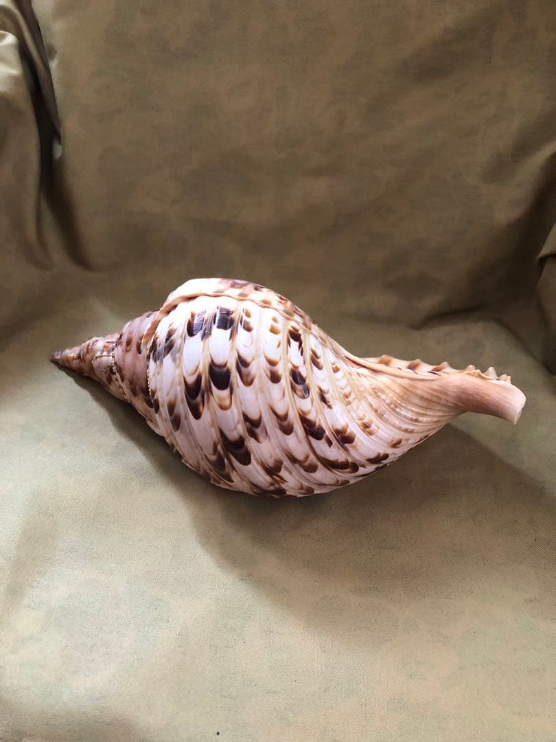 ホラガイ　ホラ貝　ほら貝　法螺貝　魔除け　インテリア　置物