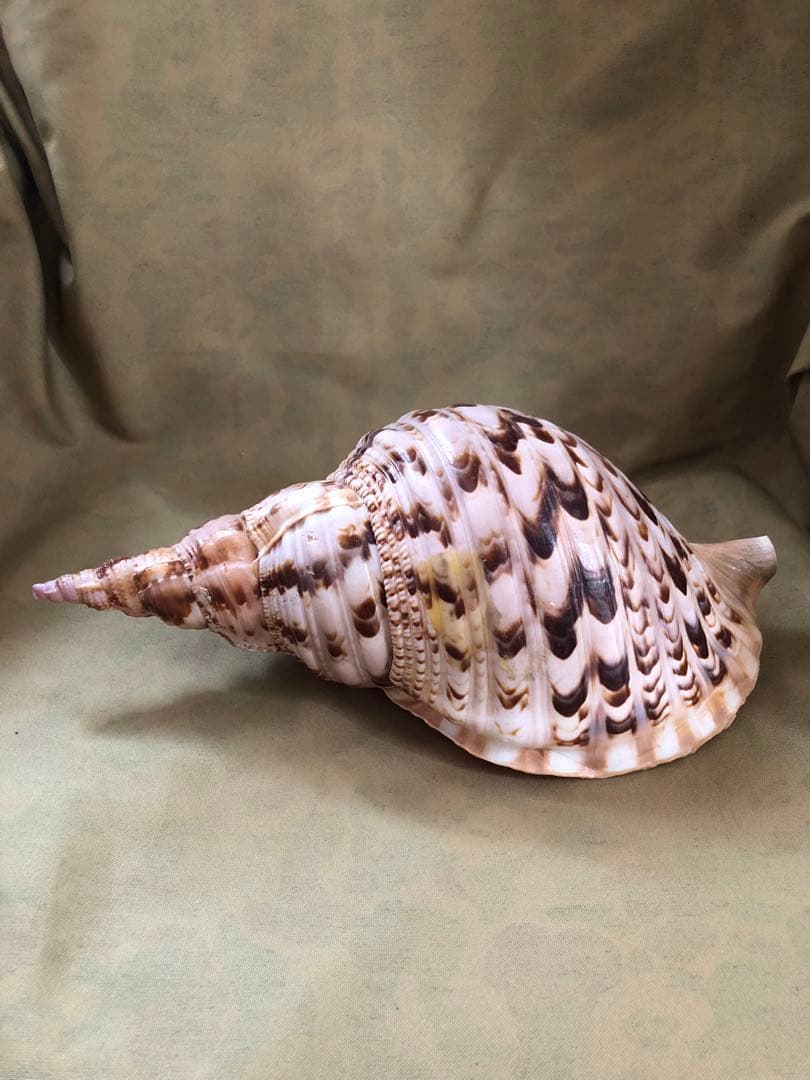ホラガイ　ホラ貝　ほら貝　法螺貝　魔除け　インテリア　置物