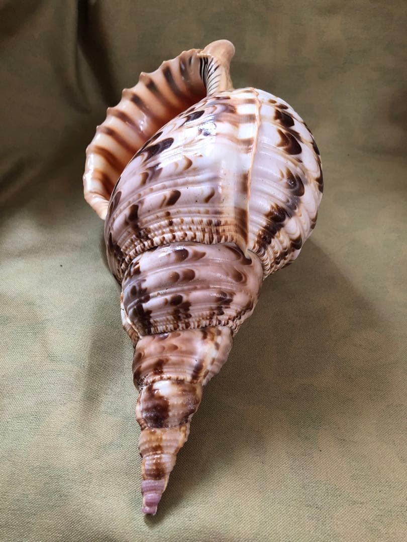 ホラガイ　ホラ貝　ほら貝　法螺貝　魔除け　インテリア　置物