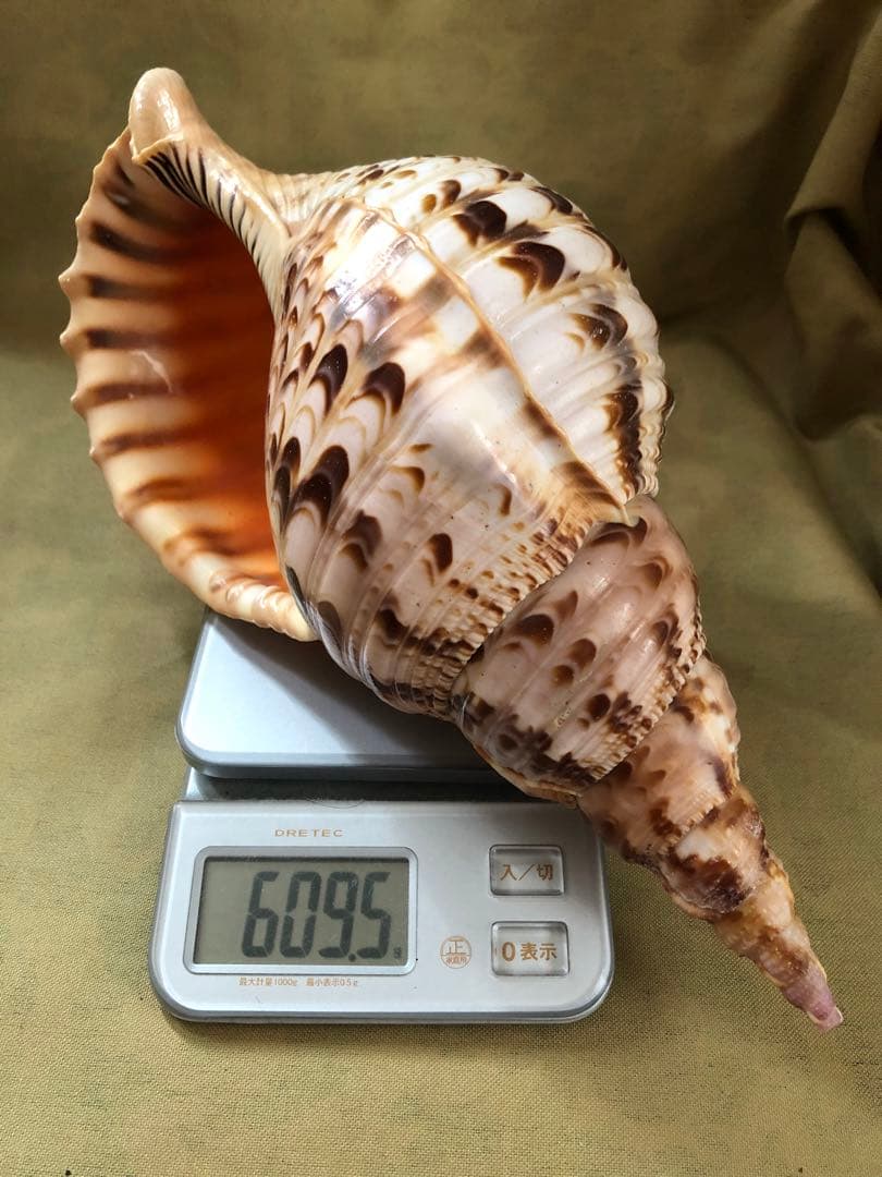 ホラガイ　ホラ貝　ほら貝　法螺貝　魔除け　インテリア　置物