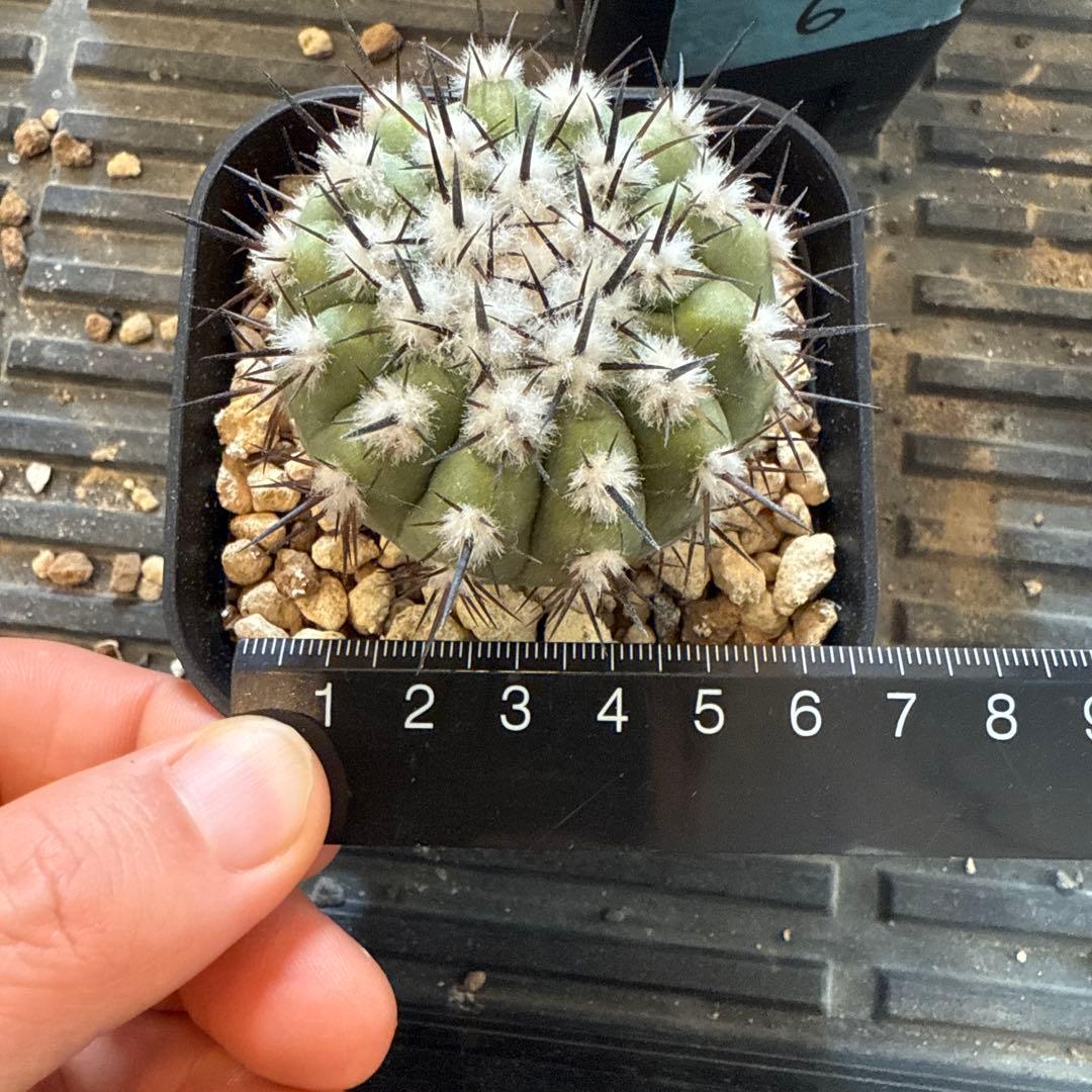 黒王丸　実生　接木　台付　発根済 3