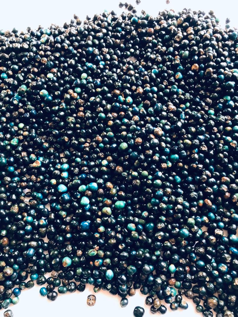 クサギの実　草木染め　1205g