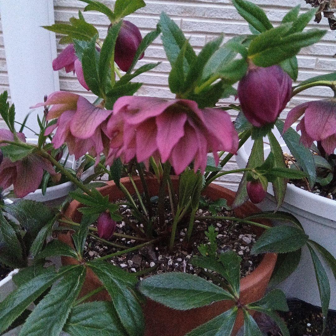 クリスマスローズ　充実苗