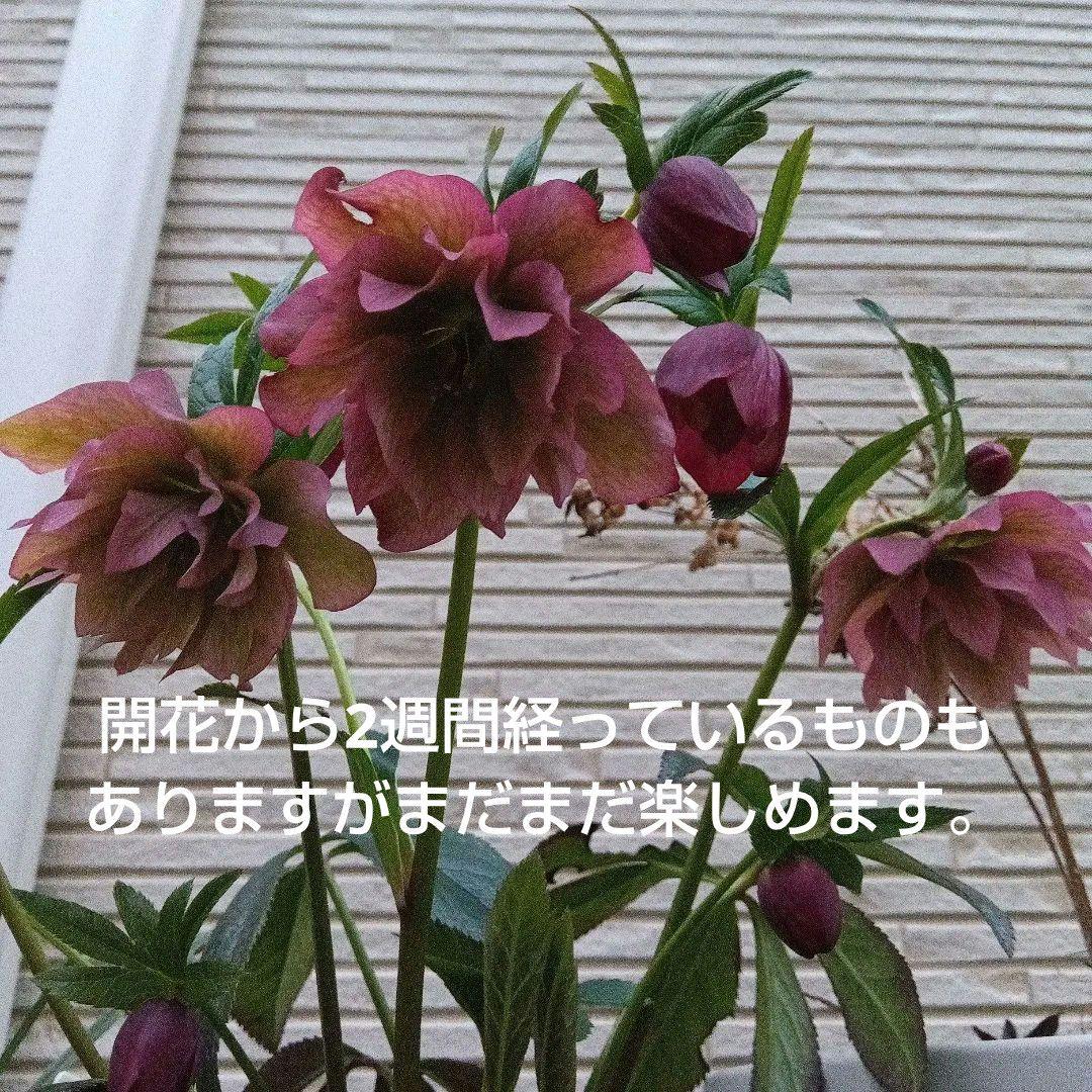 クリスマスローズ　充実苗