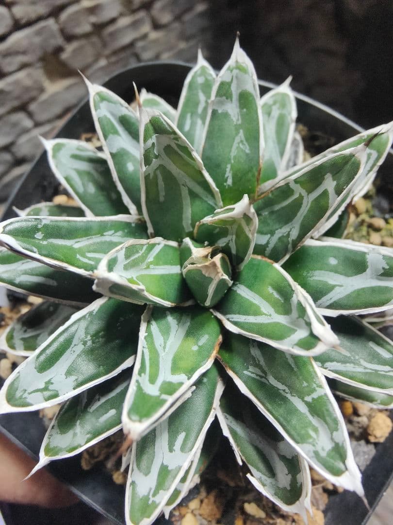 アガベ　名峰富士　ロウルサンコ　G66