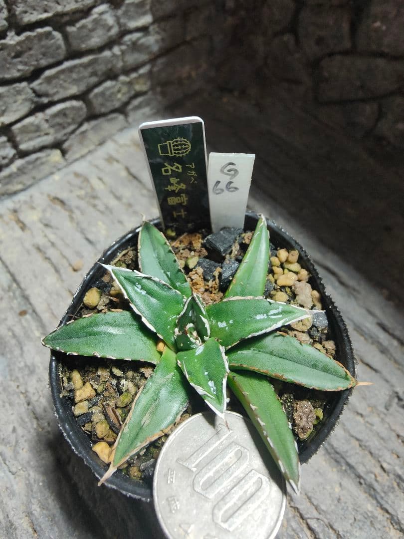 アガベ　名峰富士　ロウルサンコ　G66