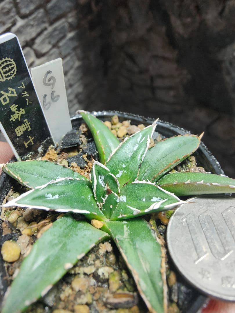 アガベ　名峰富士　ロウルサンコ　G66