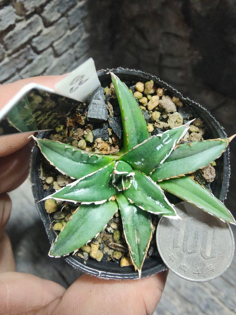 アガベ　名峰富士　ロウルサンコ　G66