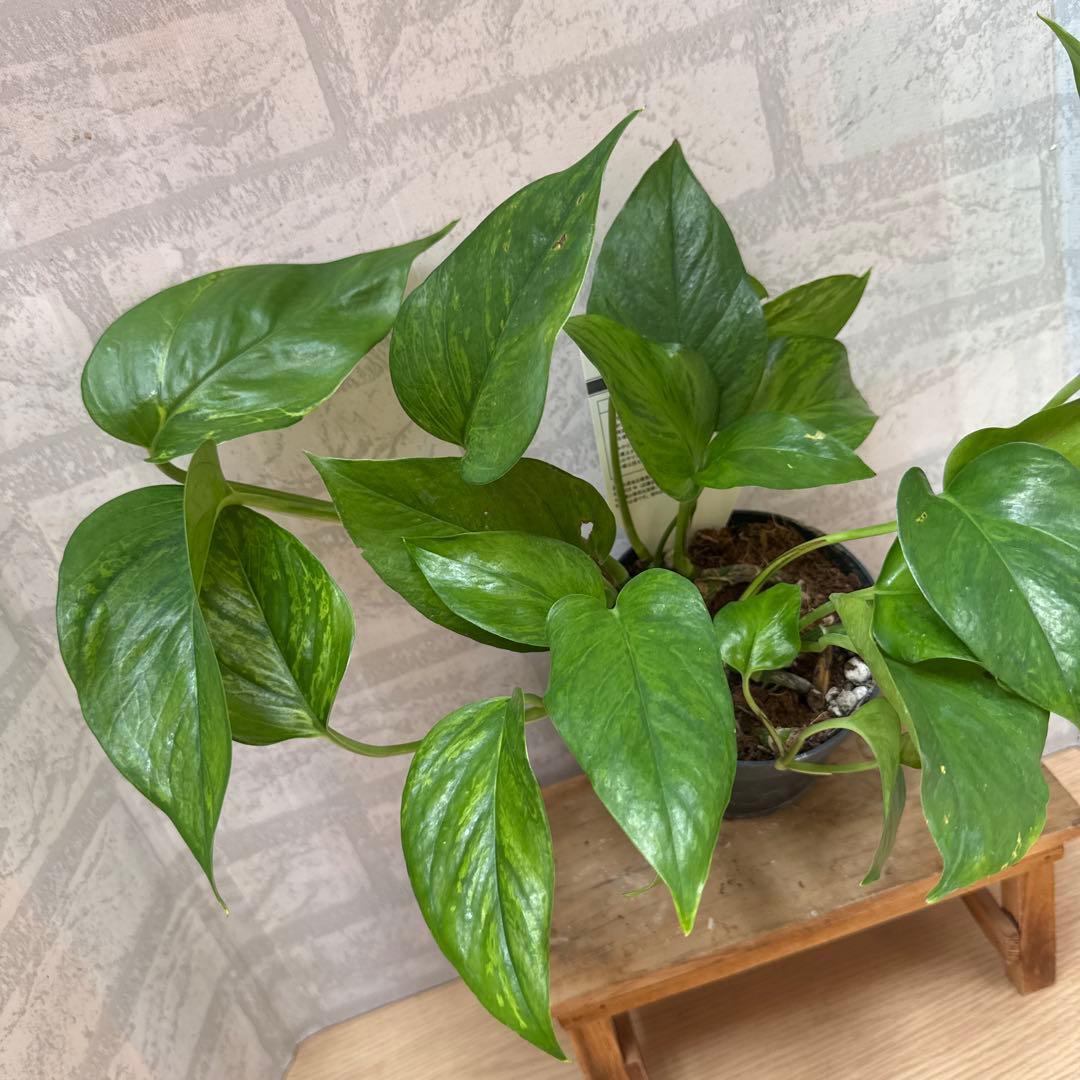 ☘観葉植物☘ポトス ビクトリー②