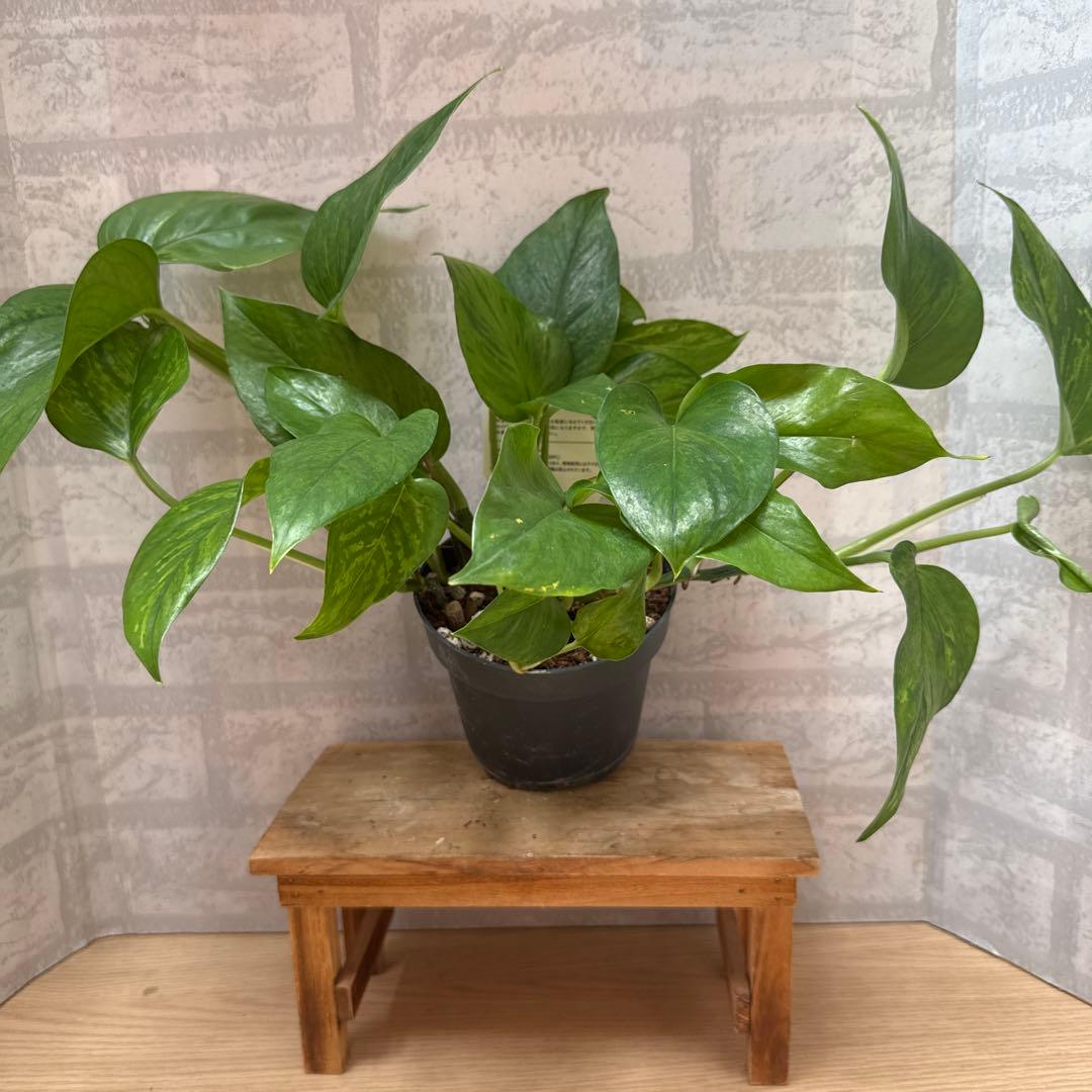 ☘観葉植物☘ポトス ビクトリー②