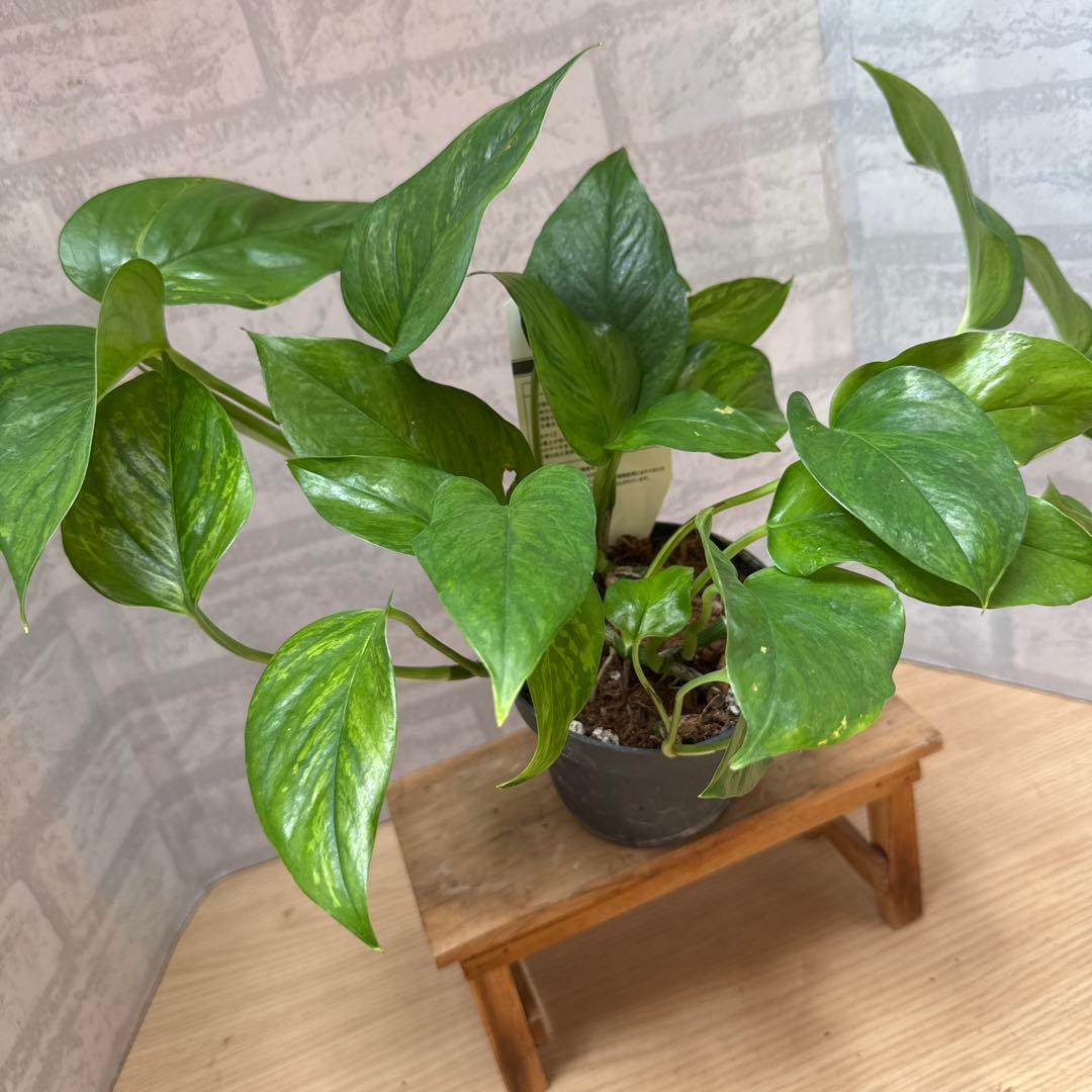 ☘観葉植物☘ポトス ビクトリー②