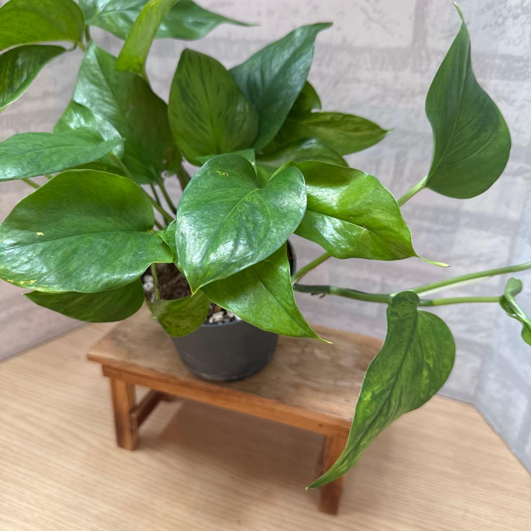 ☘観葉植物☘ポトス ビクトリー②