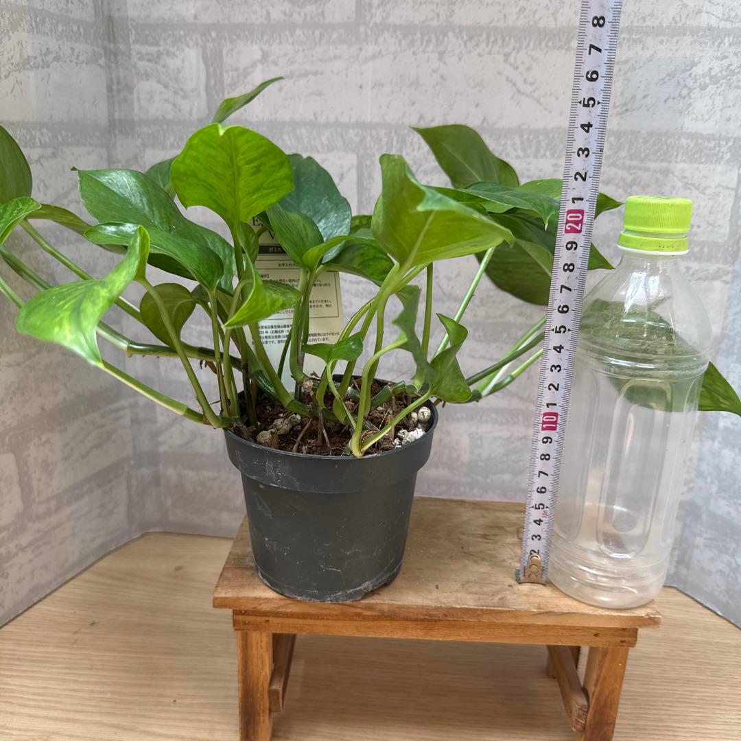 ☘観葉植物☘ポトス ビクトリー②